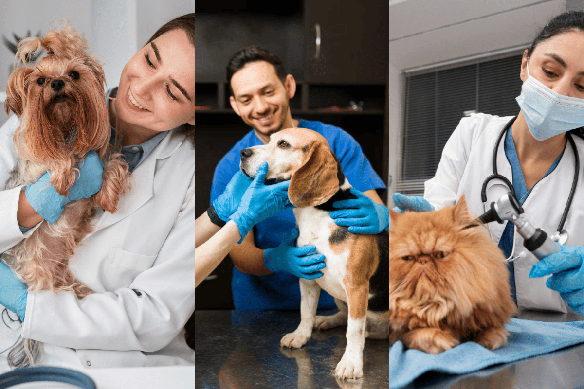 Veterinária segurando um cachorro no consultório